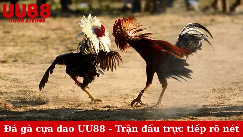 Đá gà cựa dao