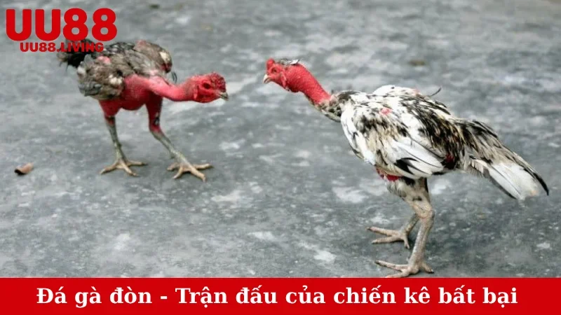 đá gà đòn