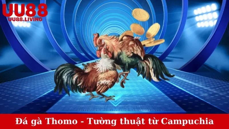Đá gà Thomo