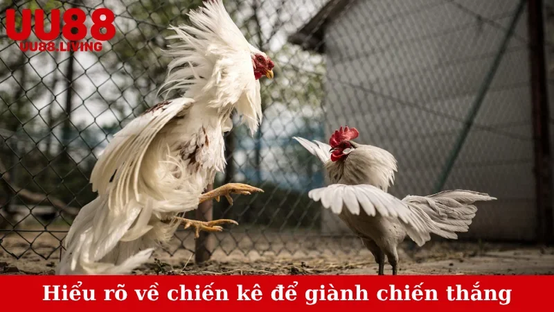Hiểu rõ về chiến kê để giành chiến thắng