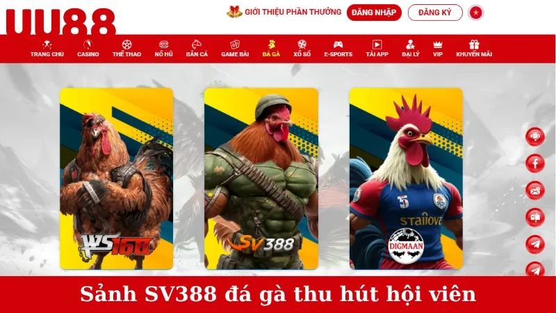 Sảnh SV388 đá gà thu hút hội viên