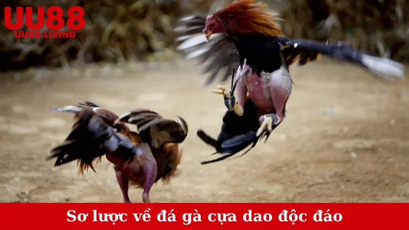 Sơ lược về đá gà cựa dao độc đáo